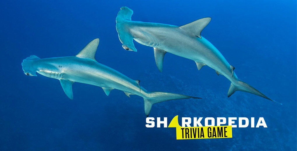 Sharkopedia Trivia Game Promo Image